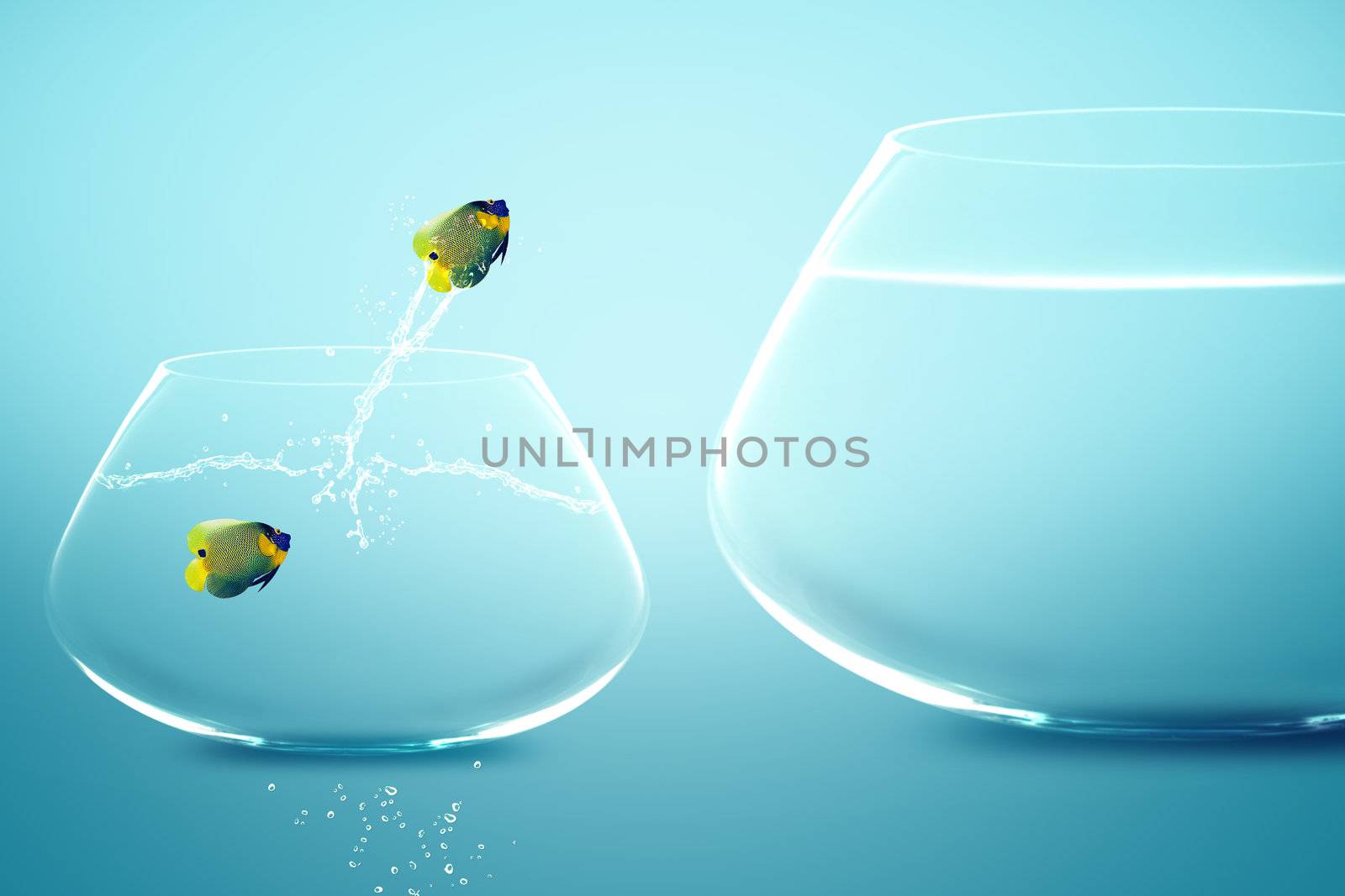 Anglefish in small fishbowl watching goldfish jump into large fishbowl