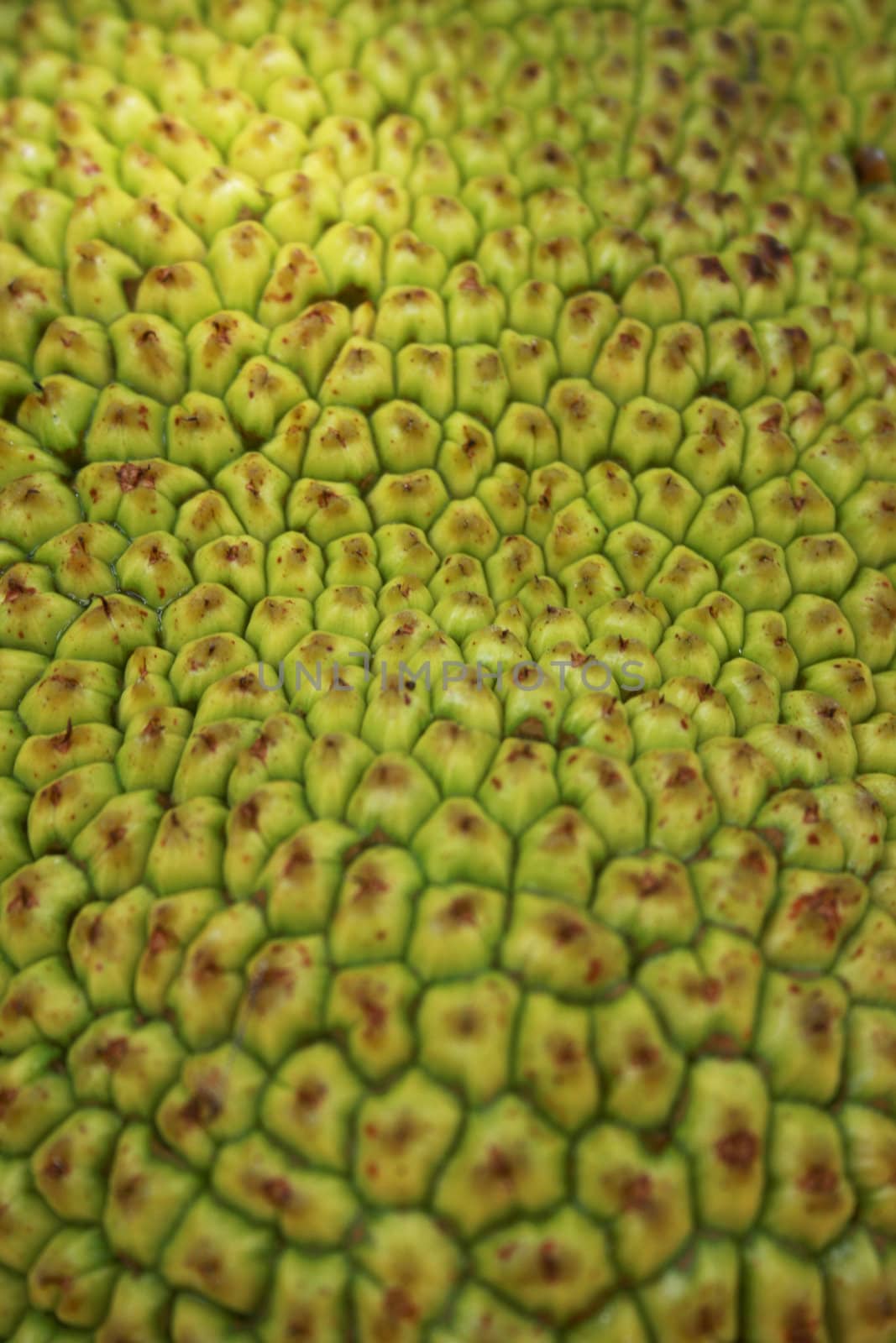 Jack fruit texture which can use as background in design.