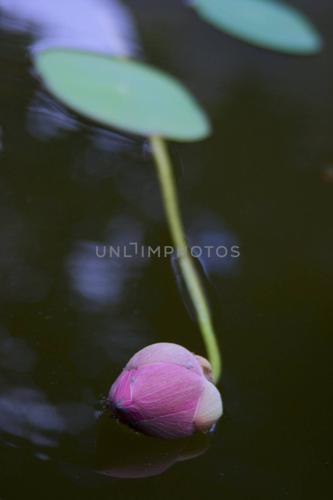 Fallen lotus in a garden.