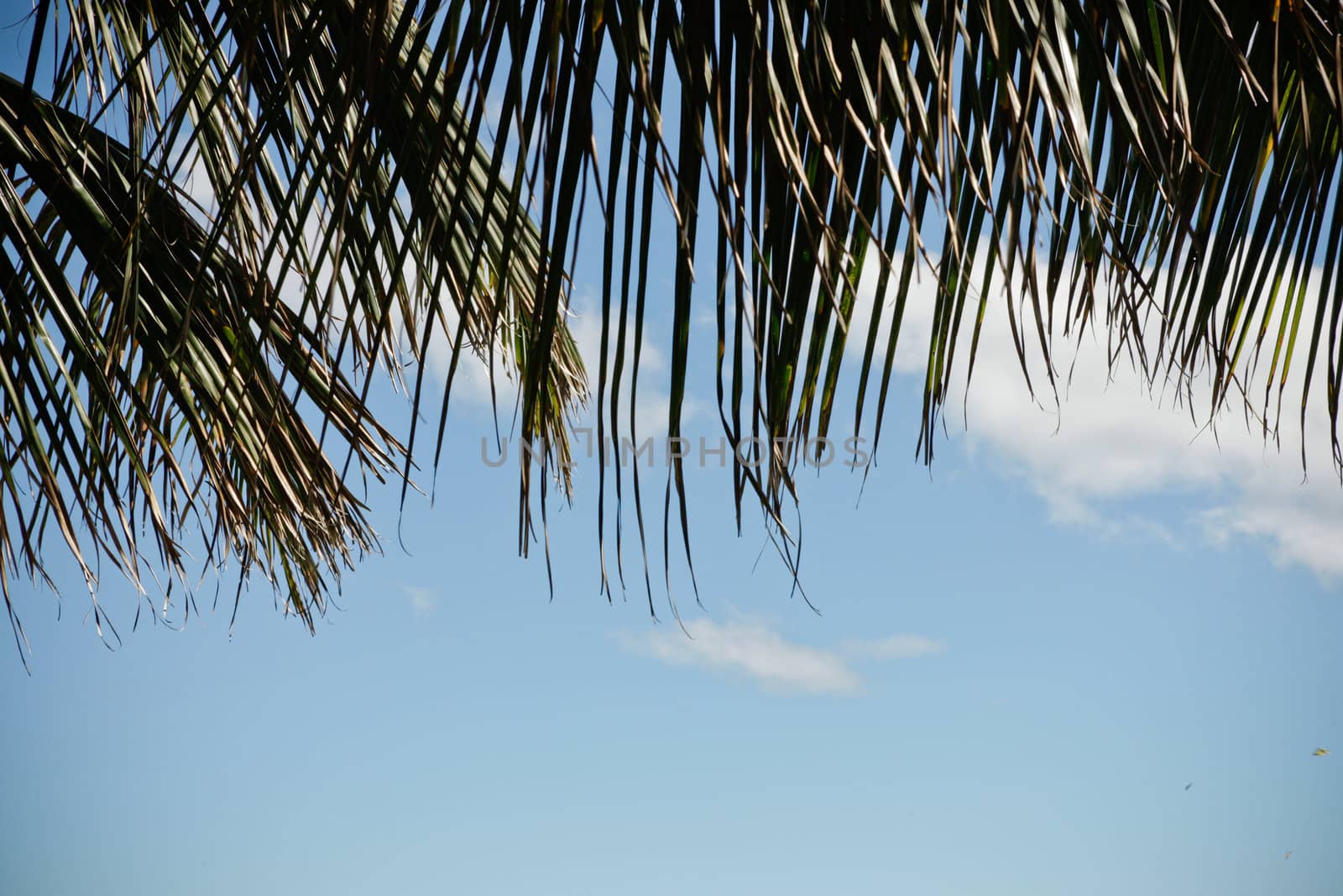 Palm fronds on a blue sky by jrstock