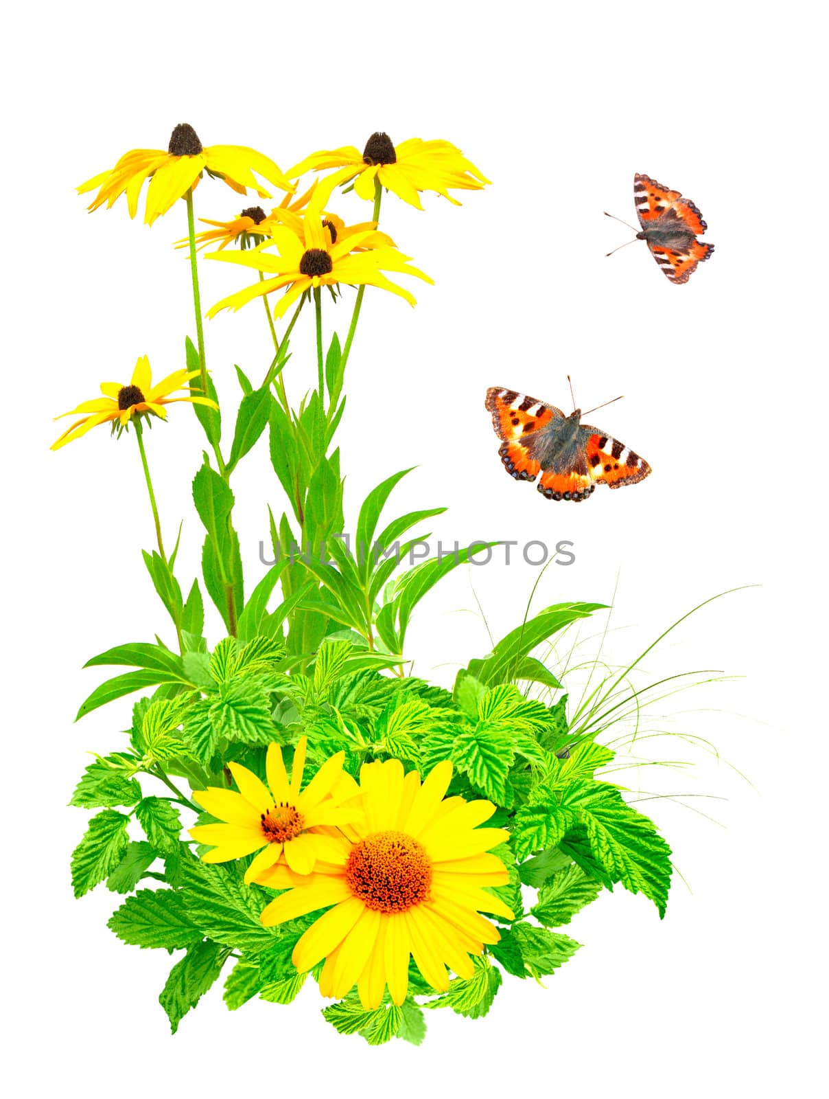 Summer flowers, green leaves and butterfly. Isolated over white