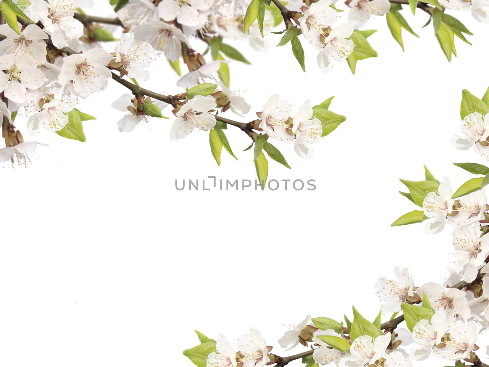 Flowers of cherry - isolated over white