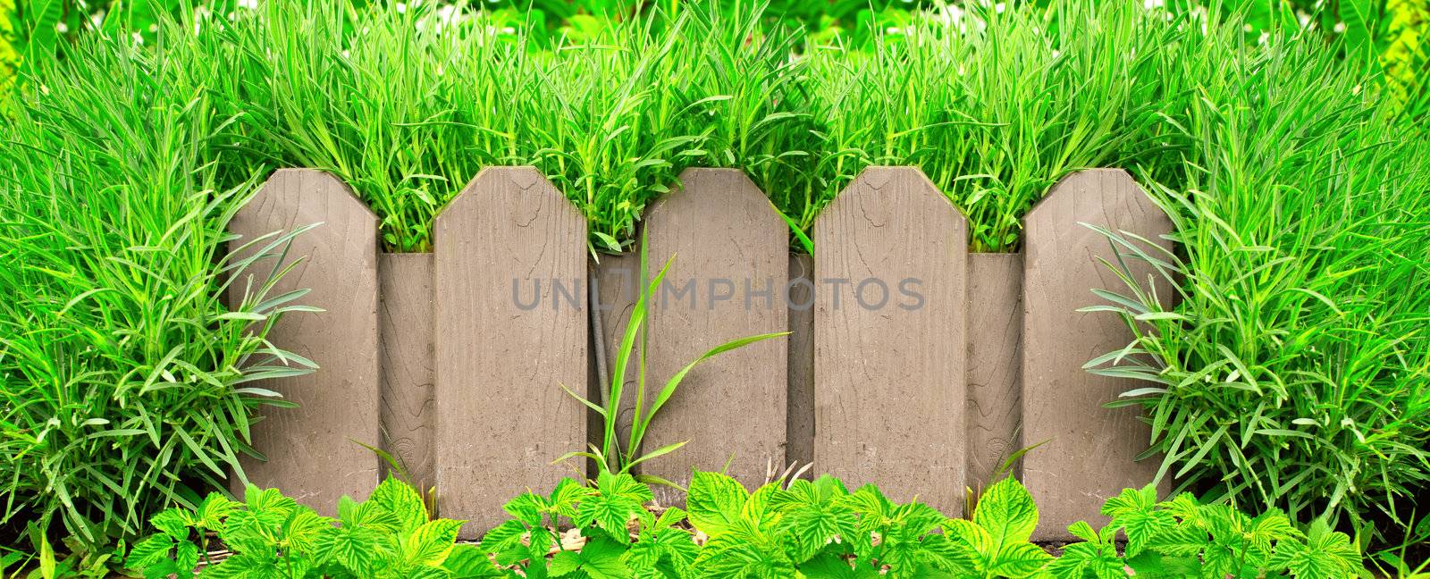 Wooden fence and green grass by frenta
