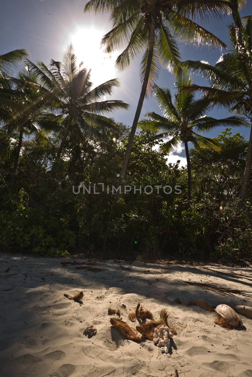 Tropical beach with coconut palm trees, white sand and sunset