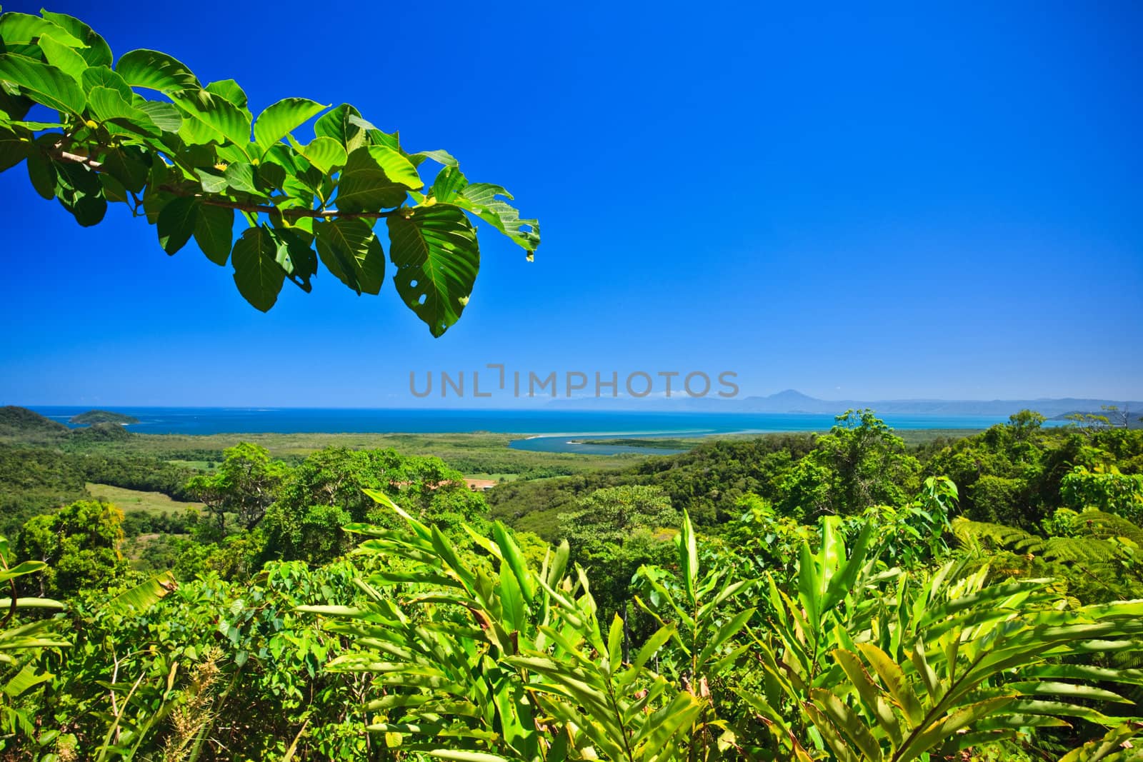 Tropical coastline with a view to the ocean across dense lush green vegetation on a sunny summer day