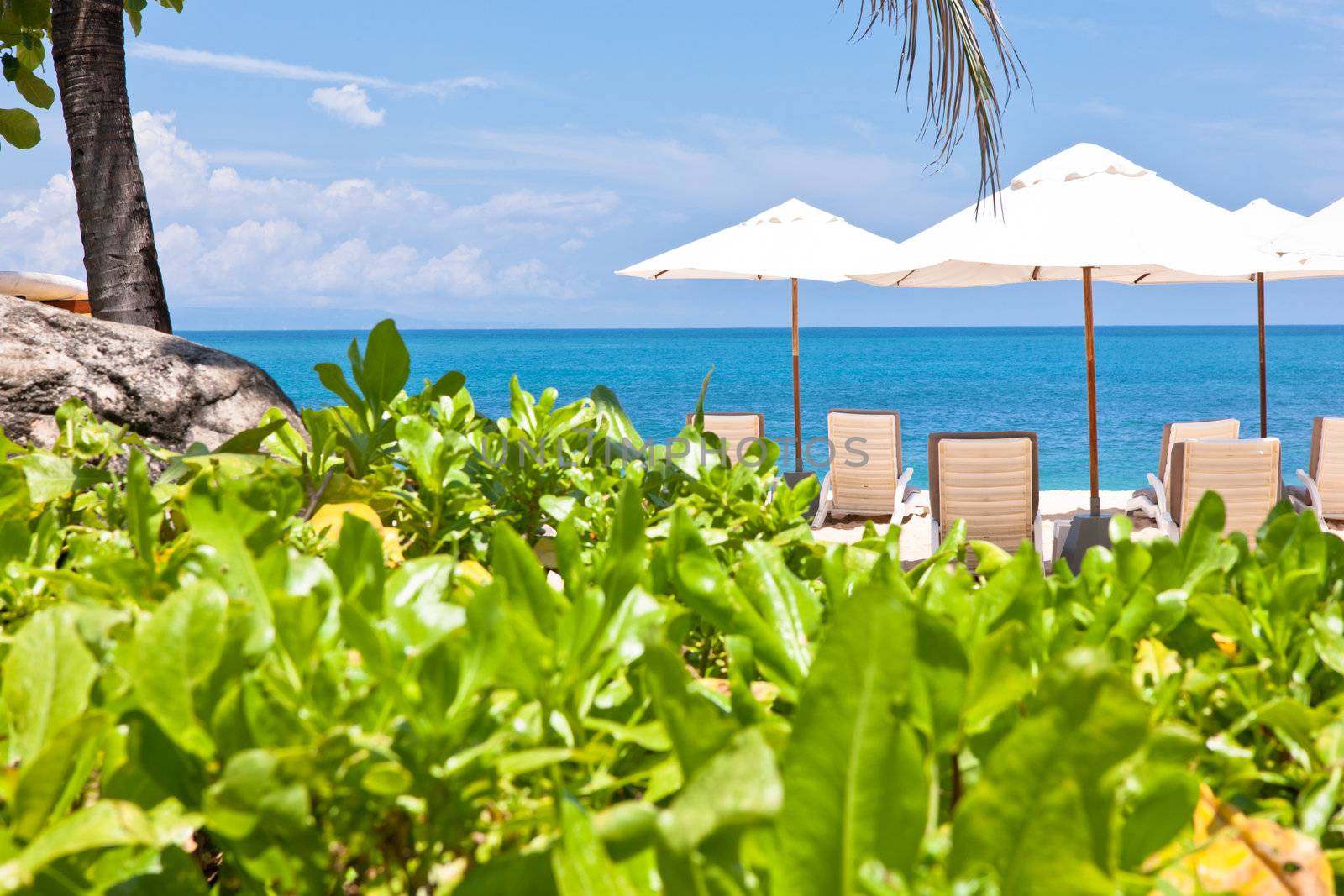 A beautiful resort with plants, umbrellas and sun bed