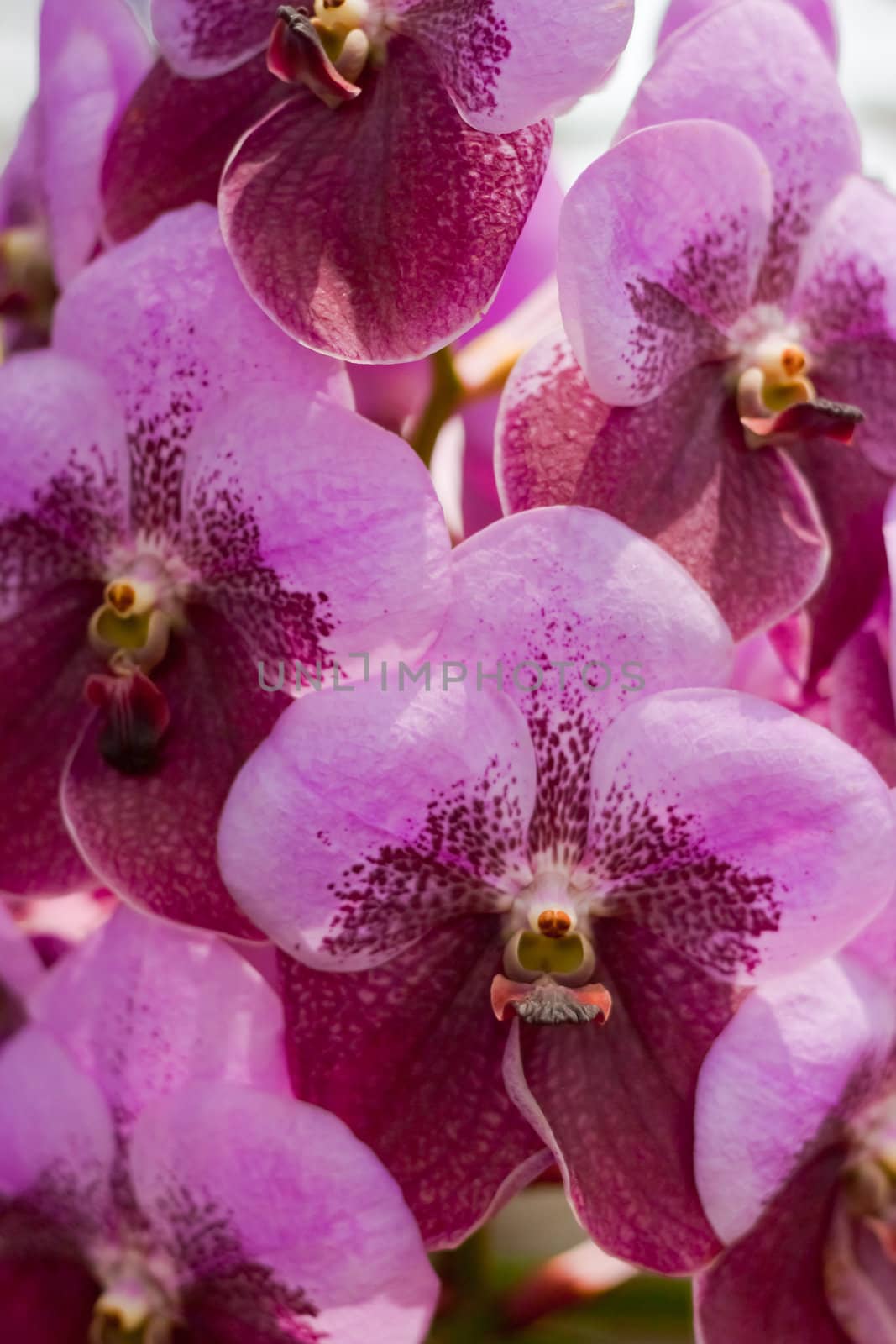 Beautiful orchid  by nikky1972