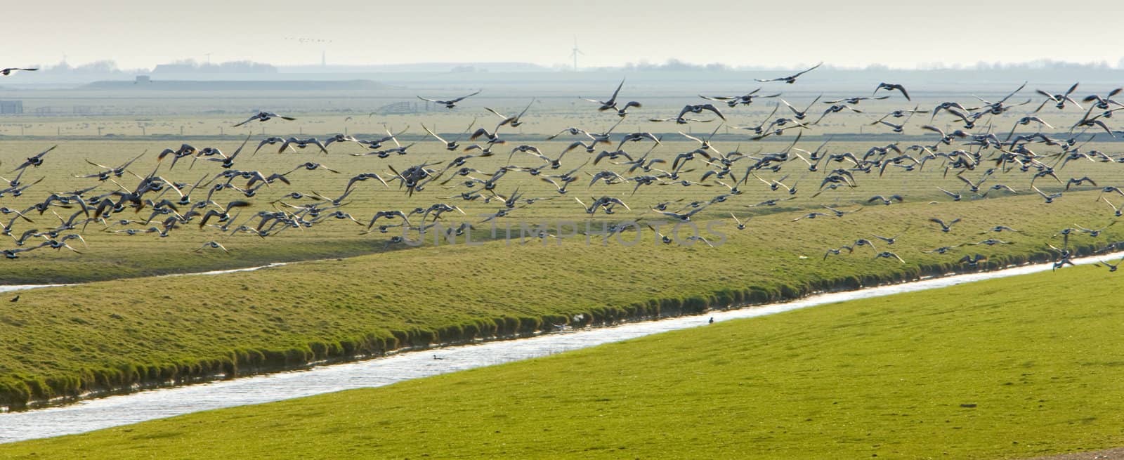 landscape with birds near Nieuwebildtzij, Friesland, Netherlands