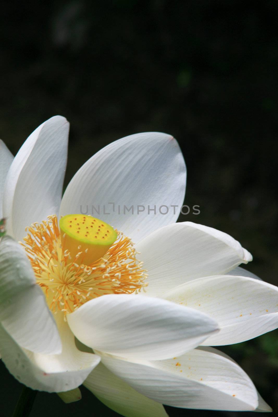 Close up of a white Lotus found in a garden.