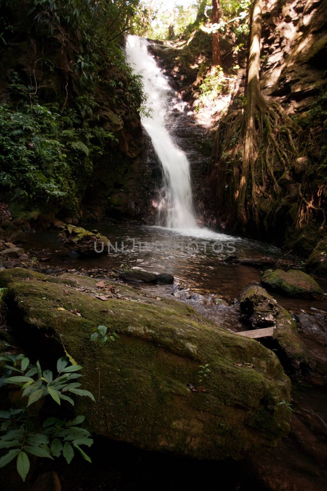 Waterfall in Jungle by Creatista