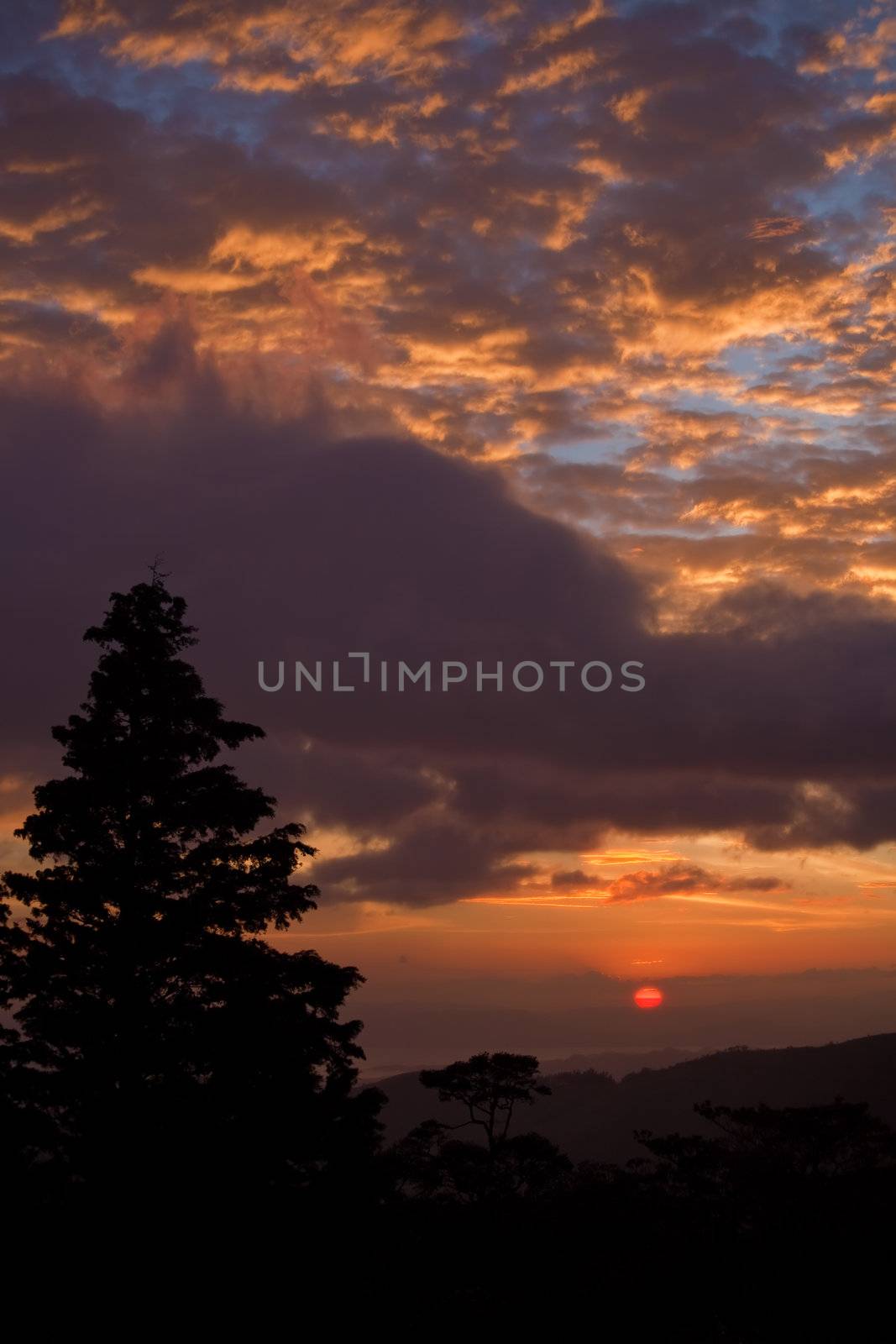 Sunset next to pine tree in a Latin American forest