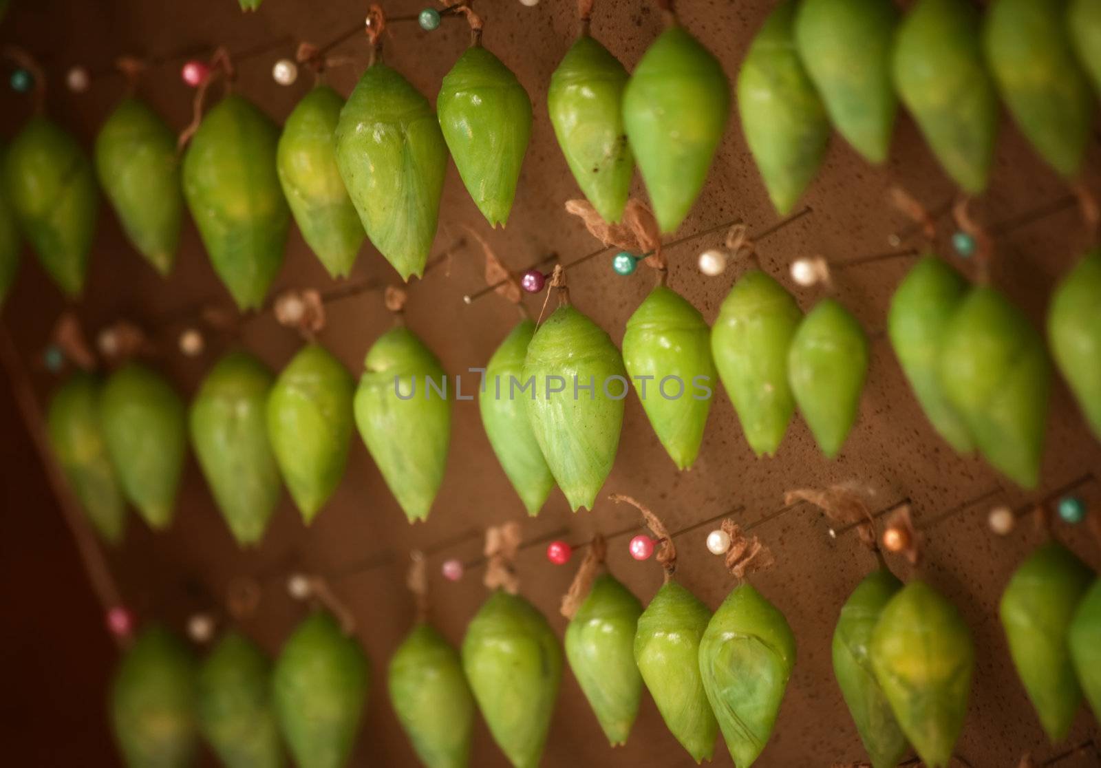 Green Blue Morpho butterfly cocoons witing for butterflies to emerge