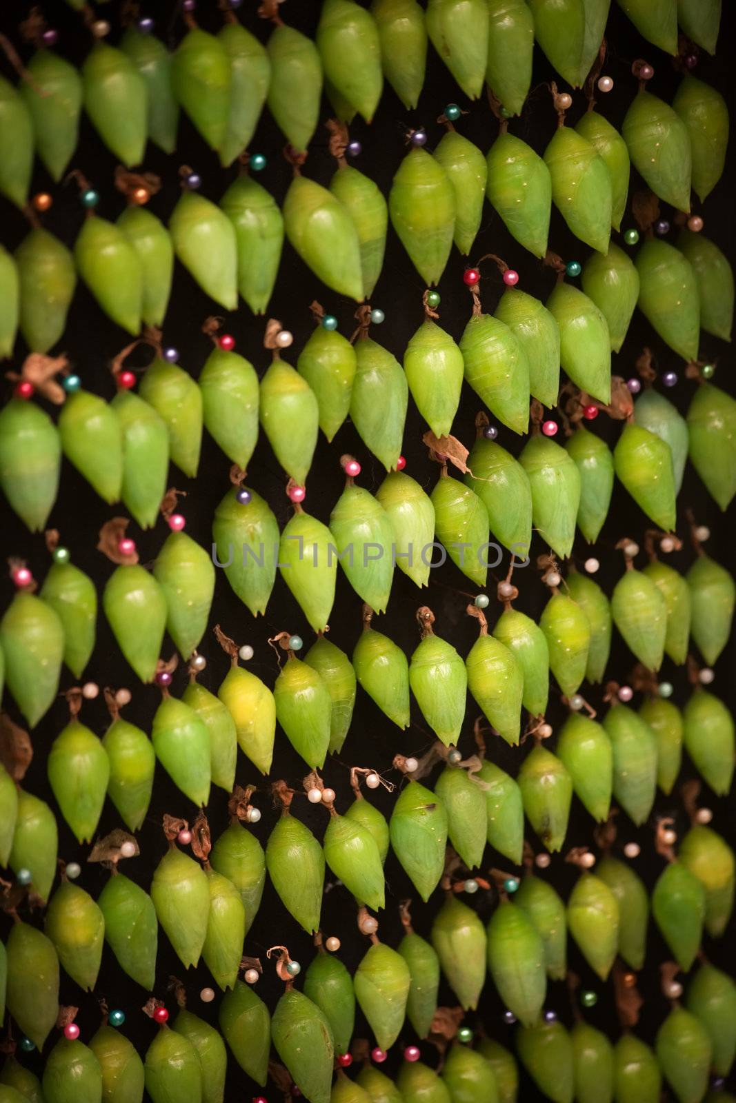 Group of cocoons held with pins waiting for Blue Morpho butterflies to emerge