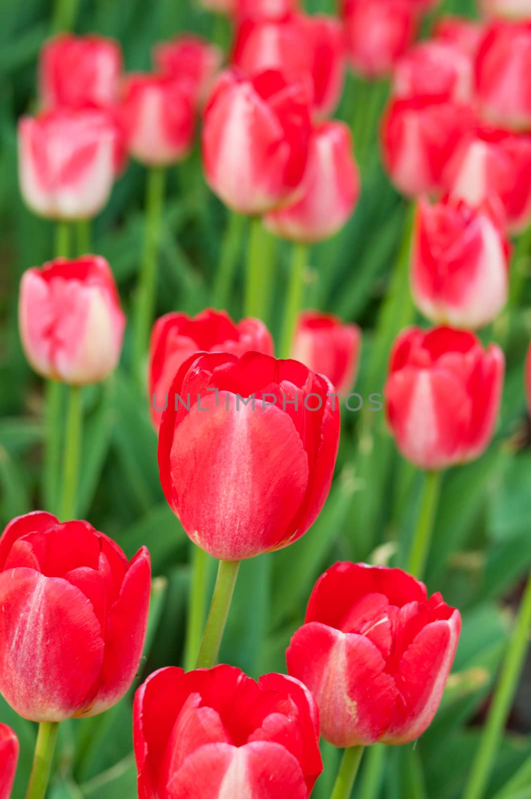 Bright red flowers in field of tulips.