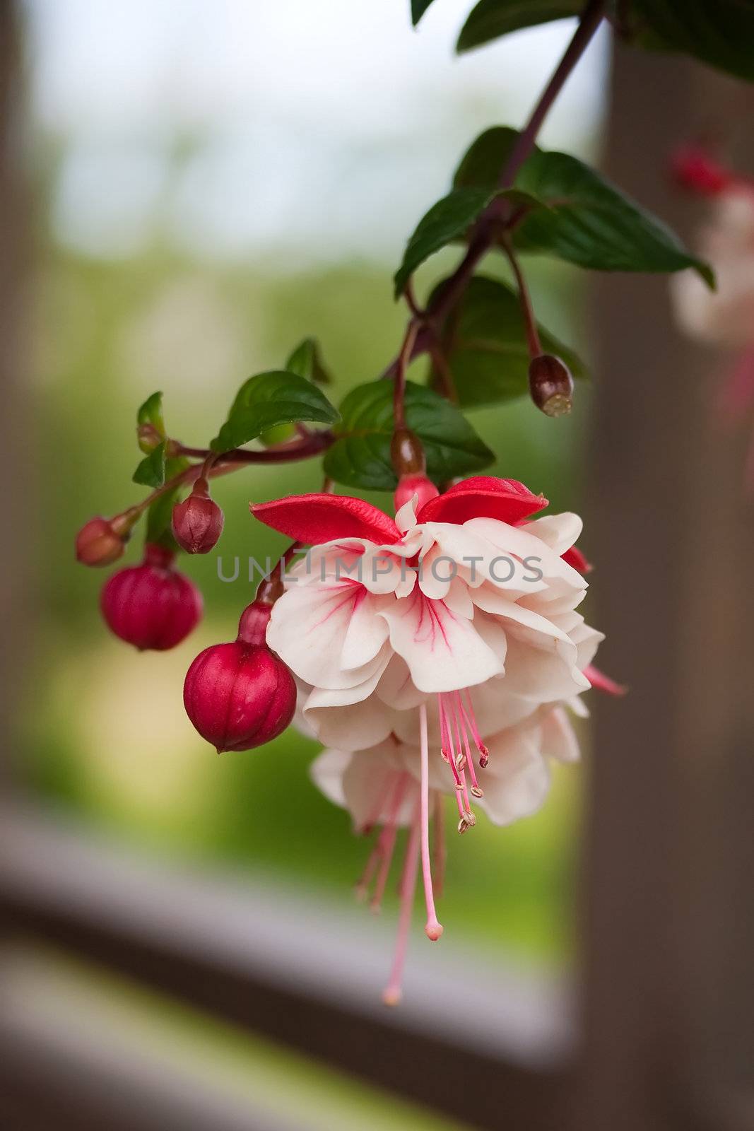 Fuchsia Flower in Red and White