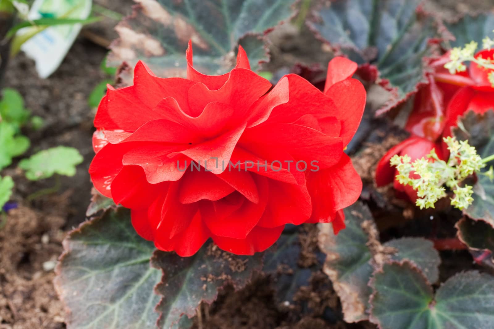 Red begonias closeup 