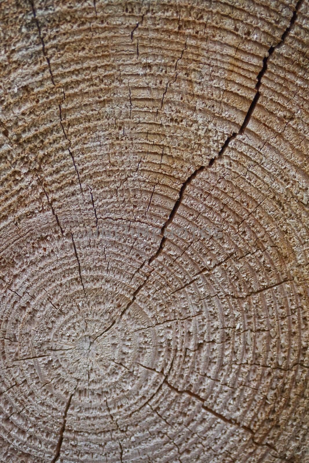 wooden cut texture