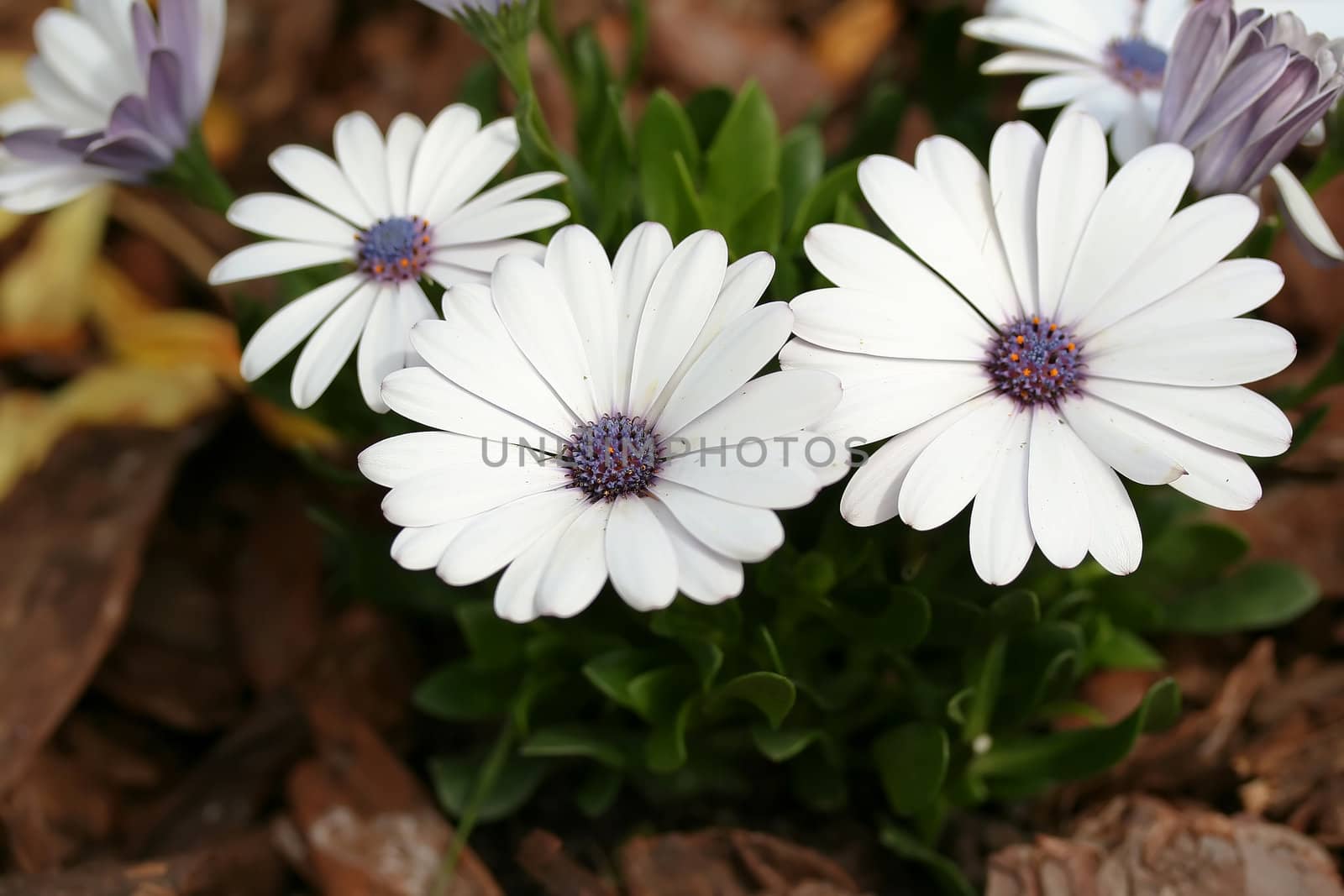 Beautiful daisy flowers on  natural background 