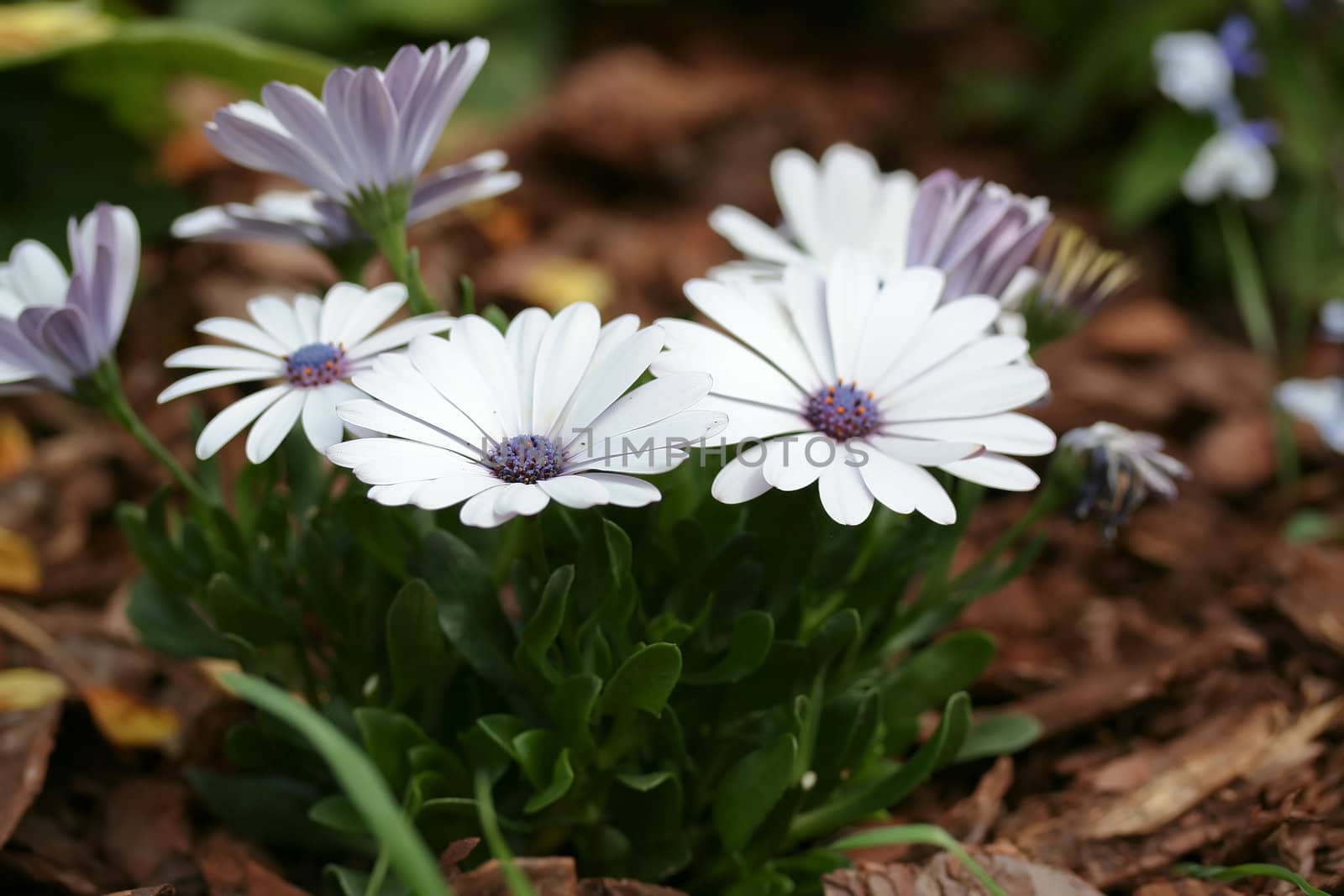 Beautiful daisy flowers on  natural background 