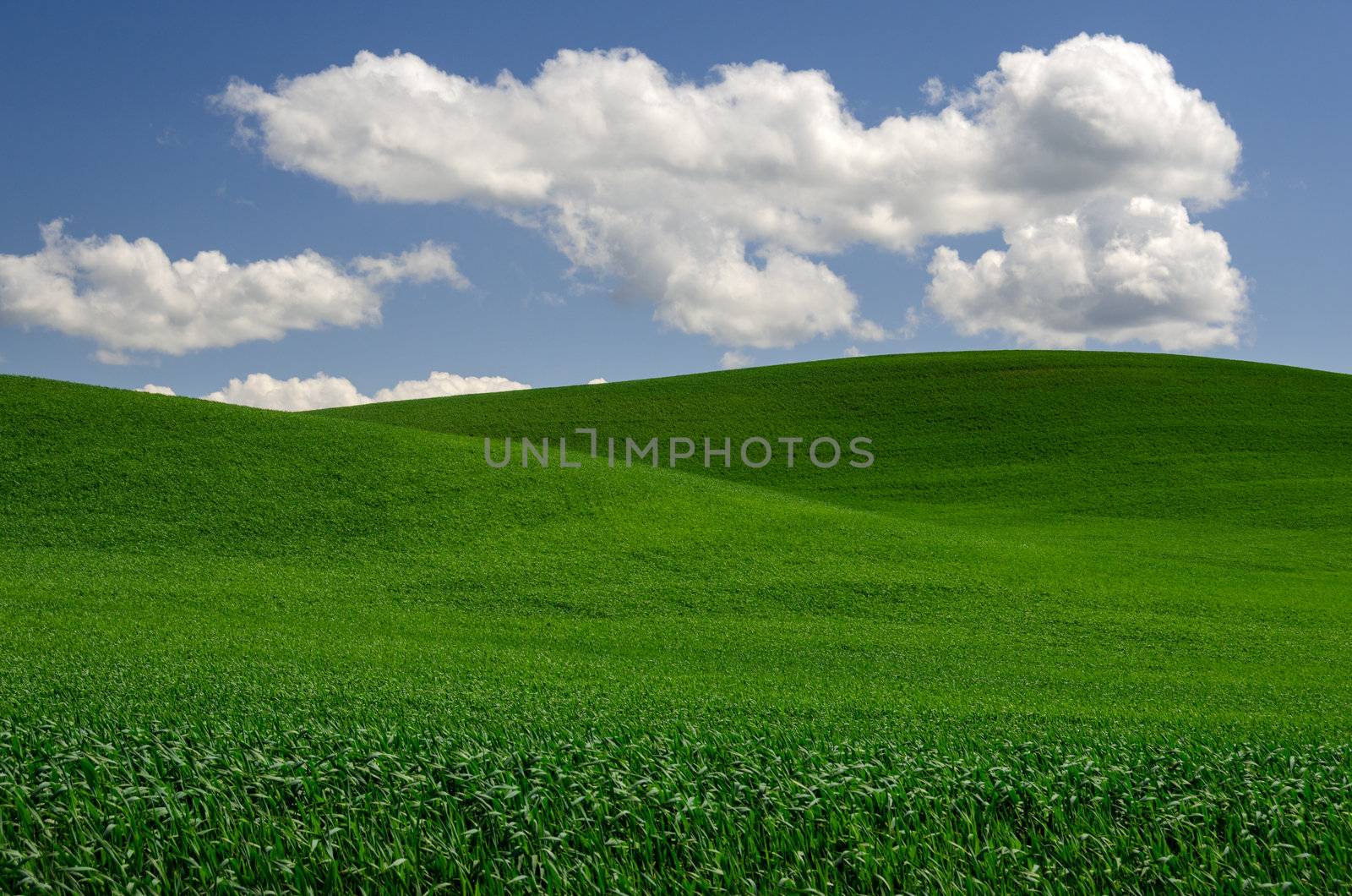 Rolling green wheat fields and puffy clouds on a spring afternoon, Whitman County, Washington, USA