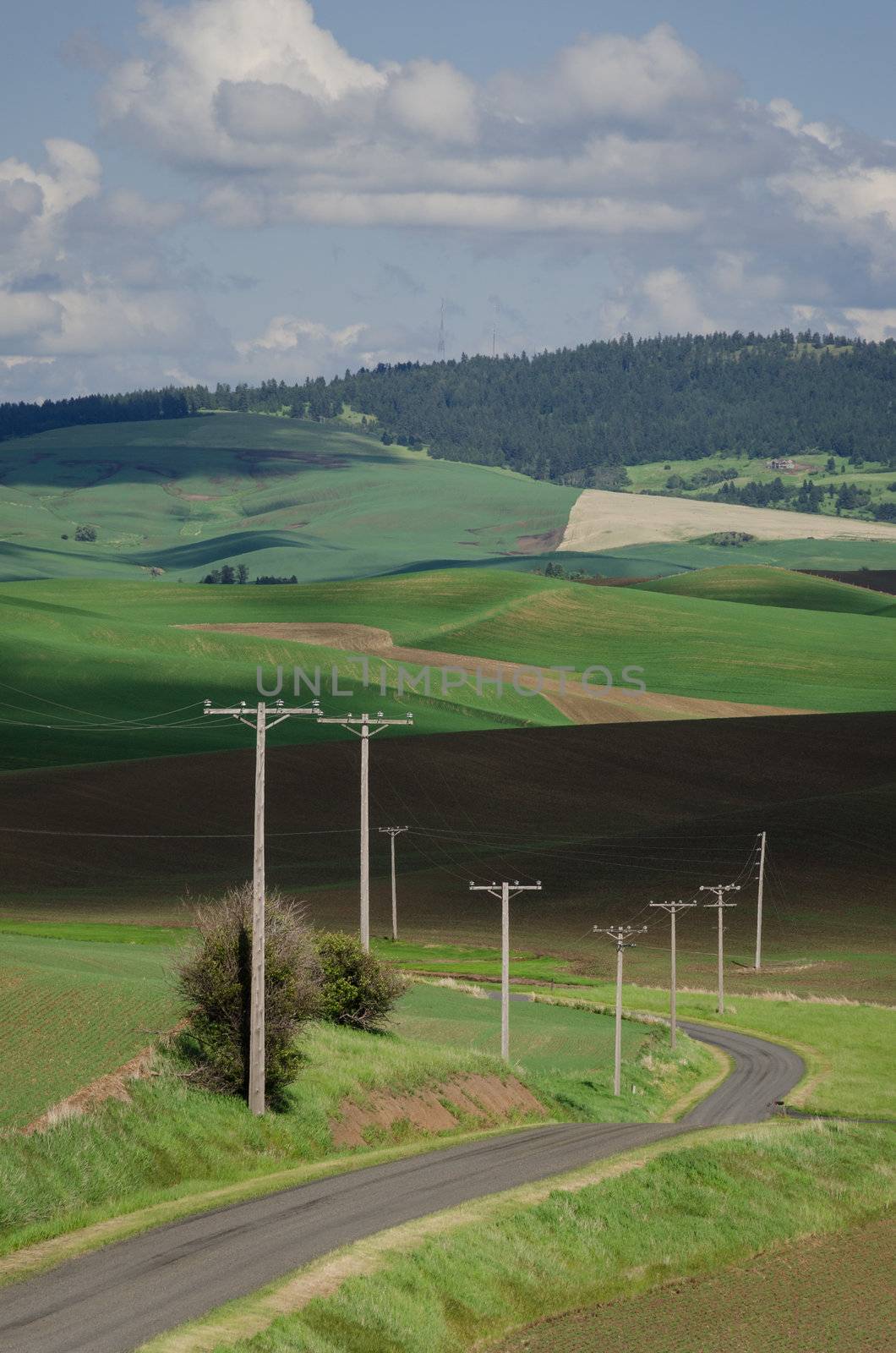 Telephone poles along a rural road and spring fields below Paradise Ridge, Whitman County, Washington and Latah County, Idaho, USA