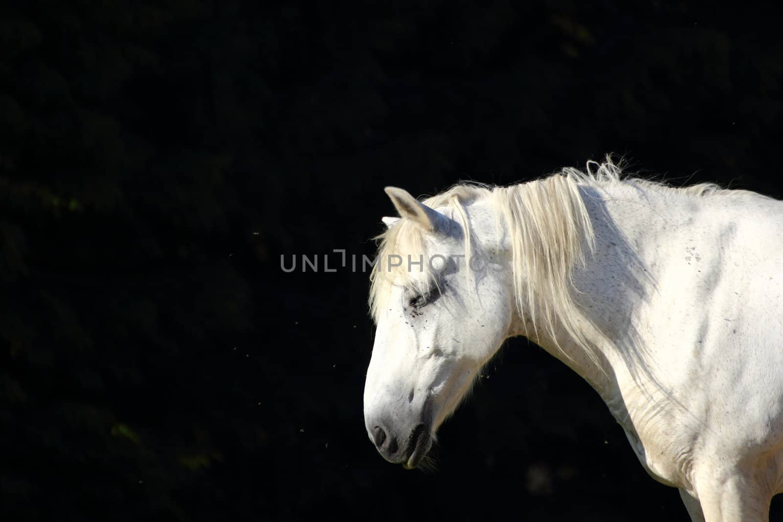white horse by taviphoto
