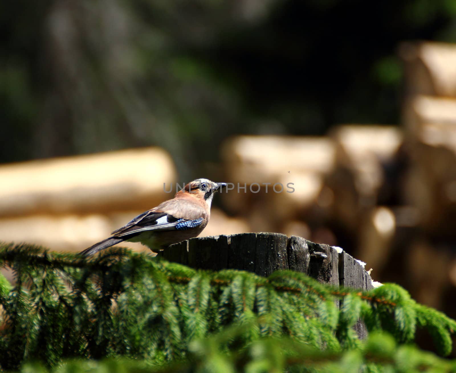 jay searching for food by taviphoto