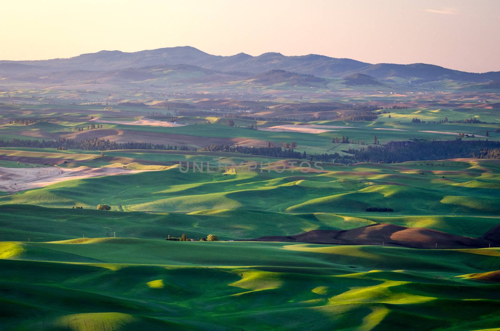 Rolling hills and the Palouse range, seen from Steptoe Butte State Park, Washington, USA by CharlesBolin