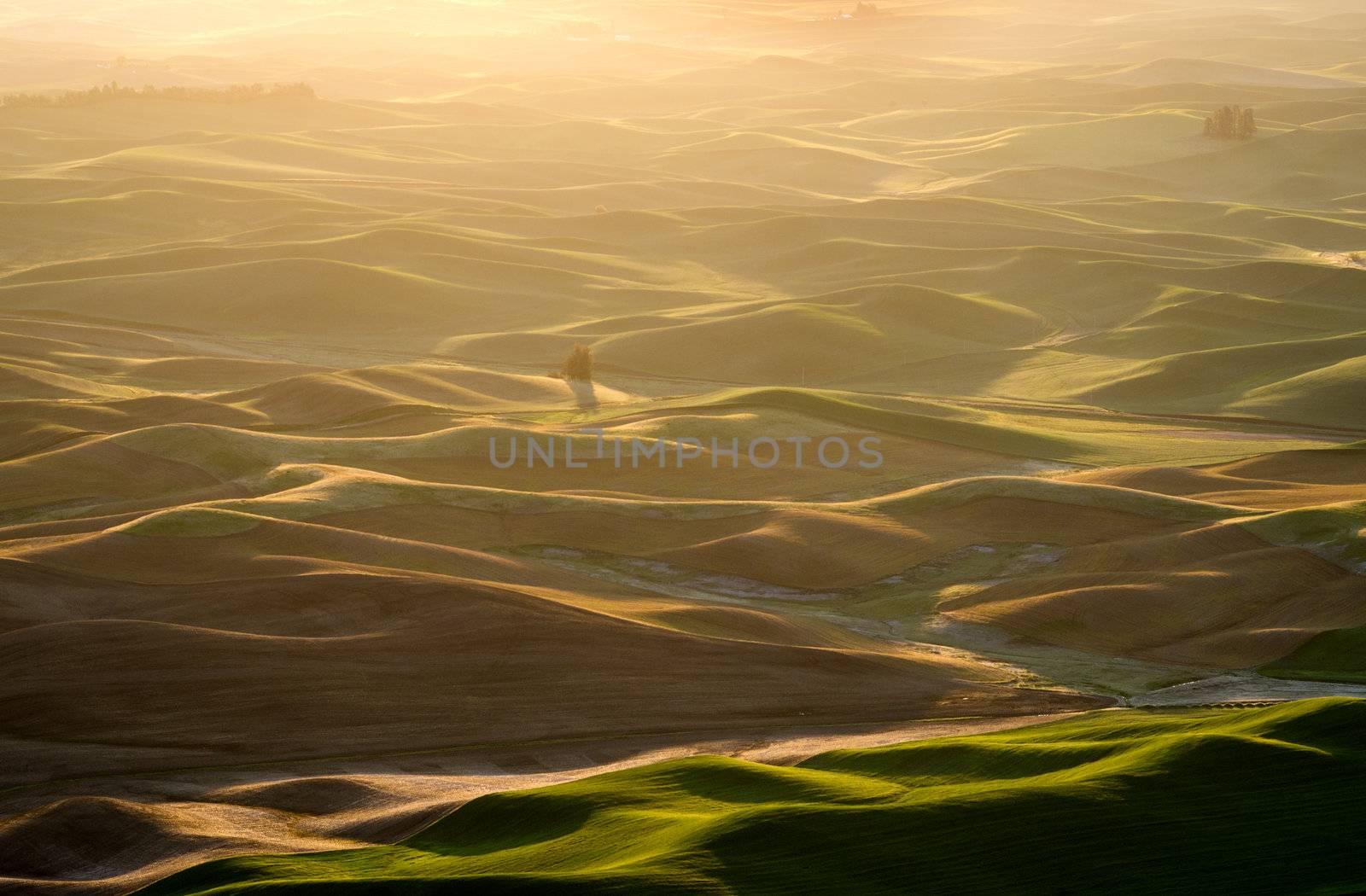 Aerial view of rolling hills in early morning light, seen from Steptoe Butte State Park, Washington, USA by CharlesBolin