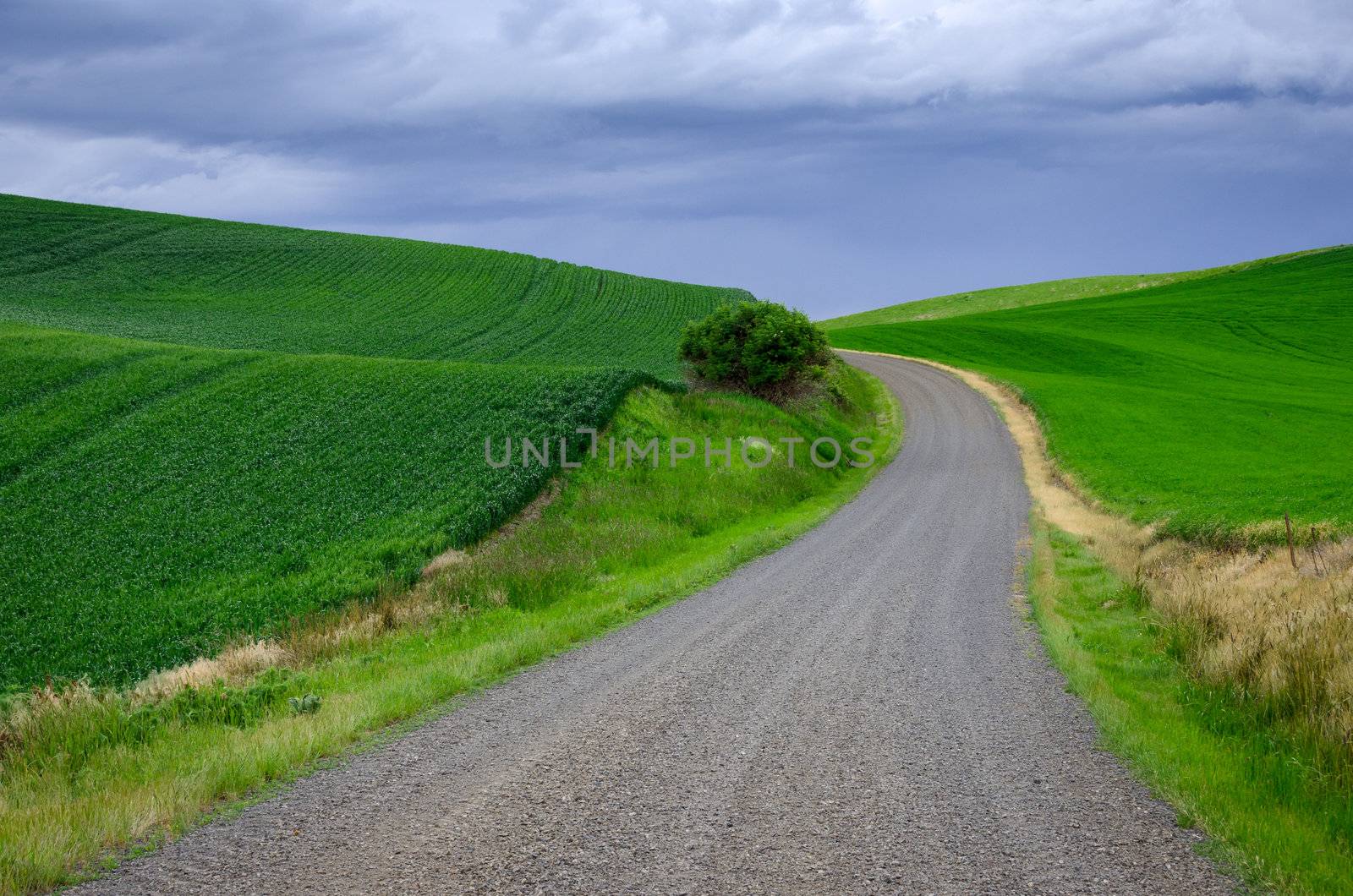 Gravel road, green wheat fields and strom clouds, Whitman County, Washington, USA by CharlesBolin
