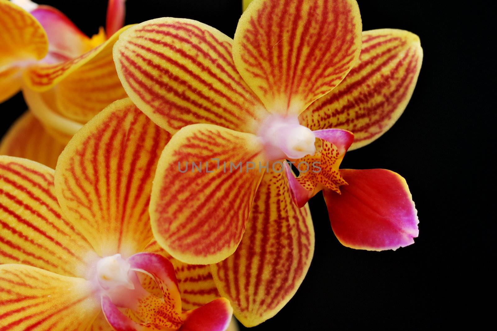 Orchid in close up with black background