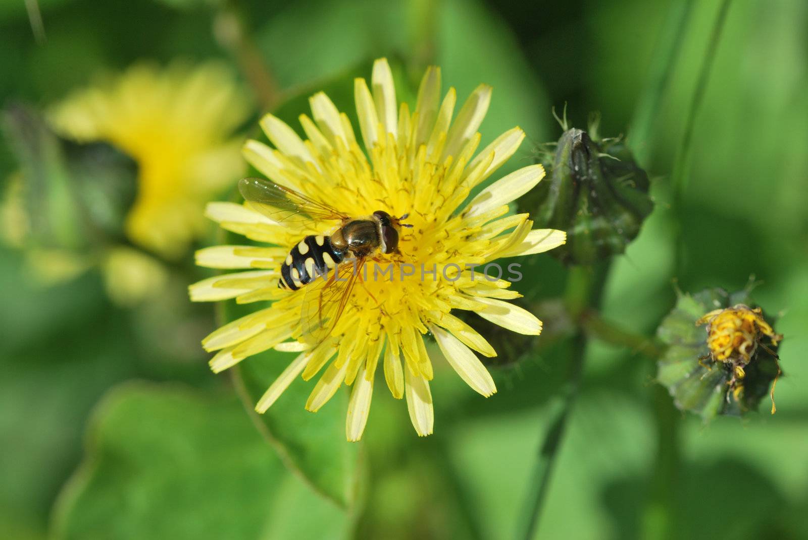 wasp on flower with green background