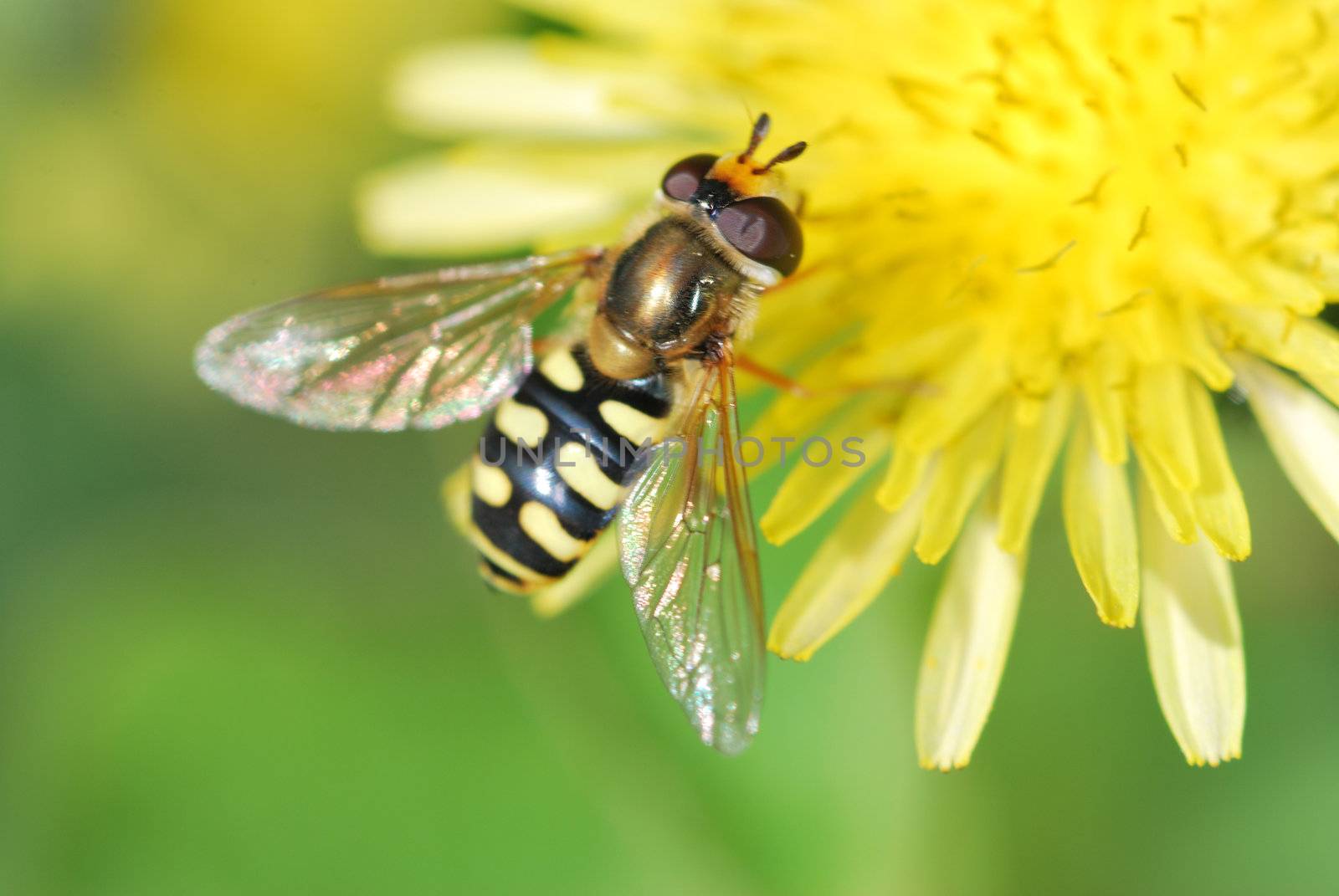 Wasp on Dandelion