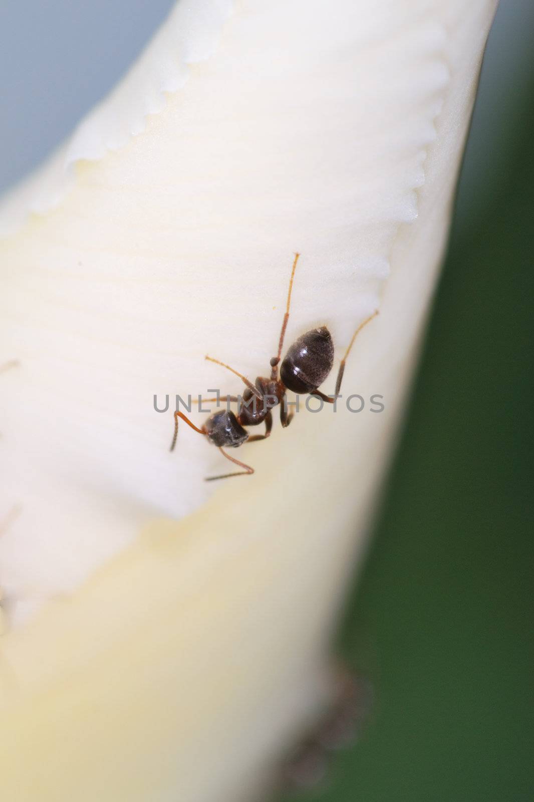 Tiny ant on white flower
