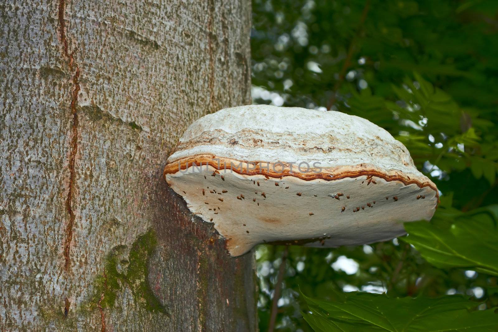 Tinder mushroom grew on beech tree by qiiip