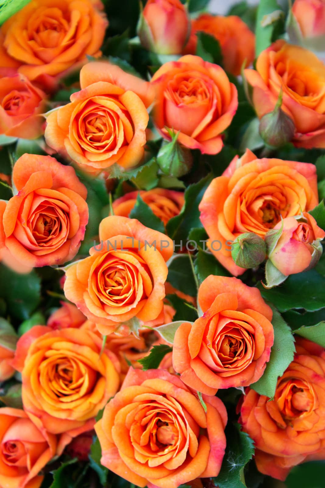 Apricot roses bouquet as background