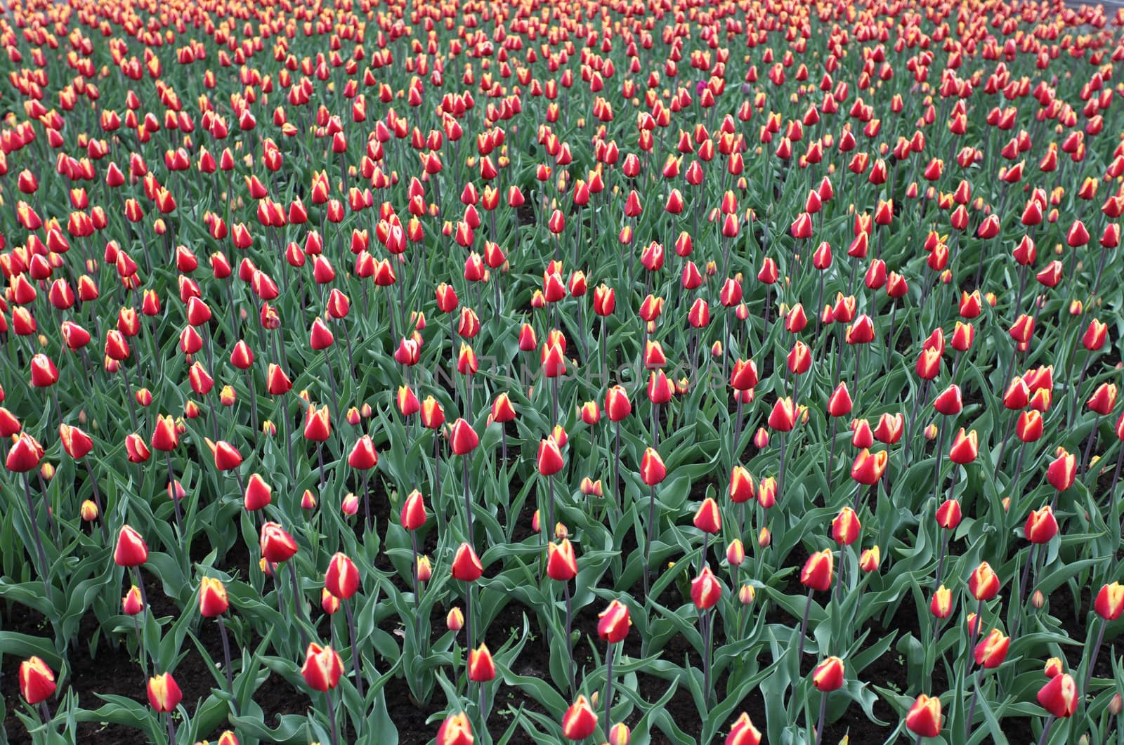 Colorful tulips in spring