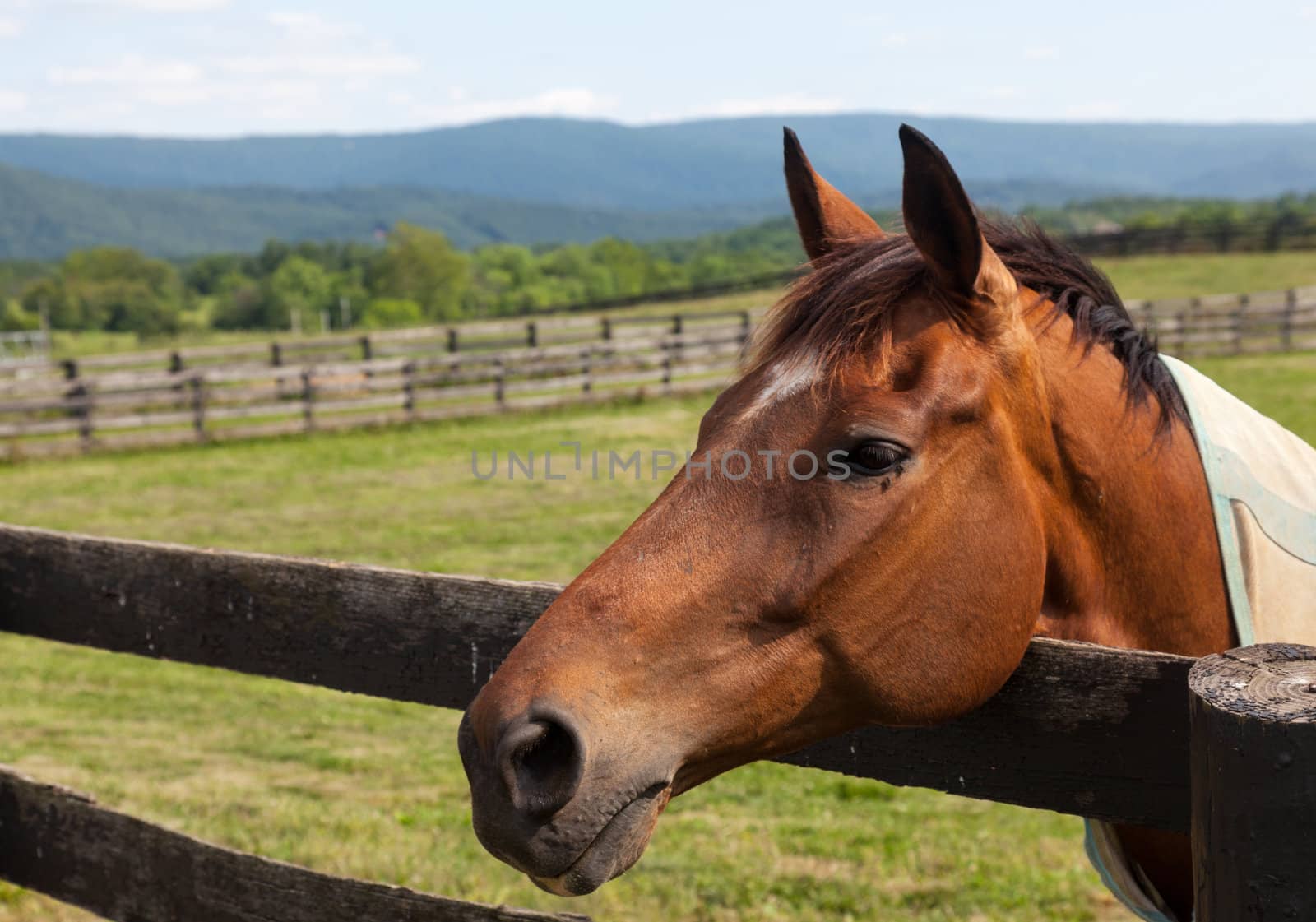 Head of an old brown horse in meadow leaning on a wooden fence with hills in background