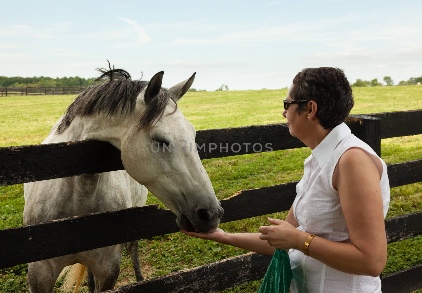 Head of an old grey horse in meadow leaning on a wooden fence being fed by senior lady