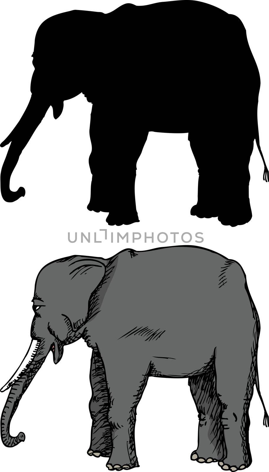 Asian species of wild elephant over white background