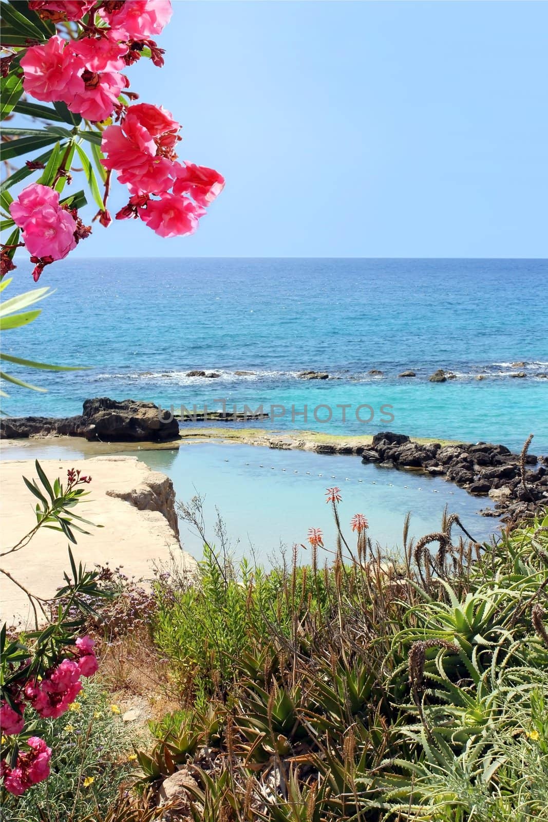 beautiful view on the marine lagoon and red oleander flowers , Mediterranean Sea