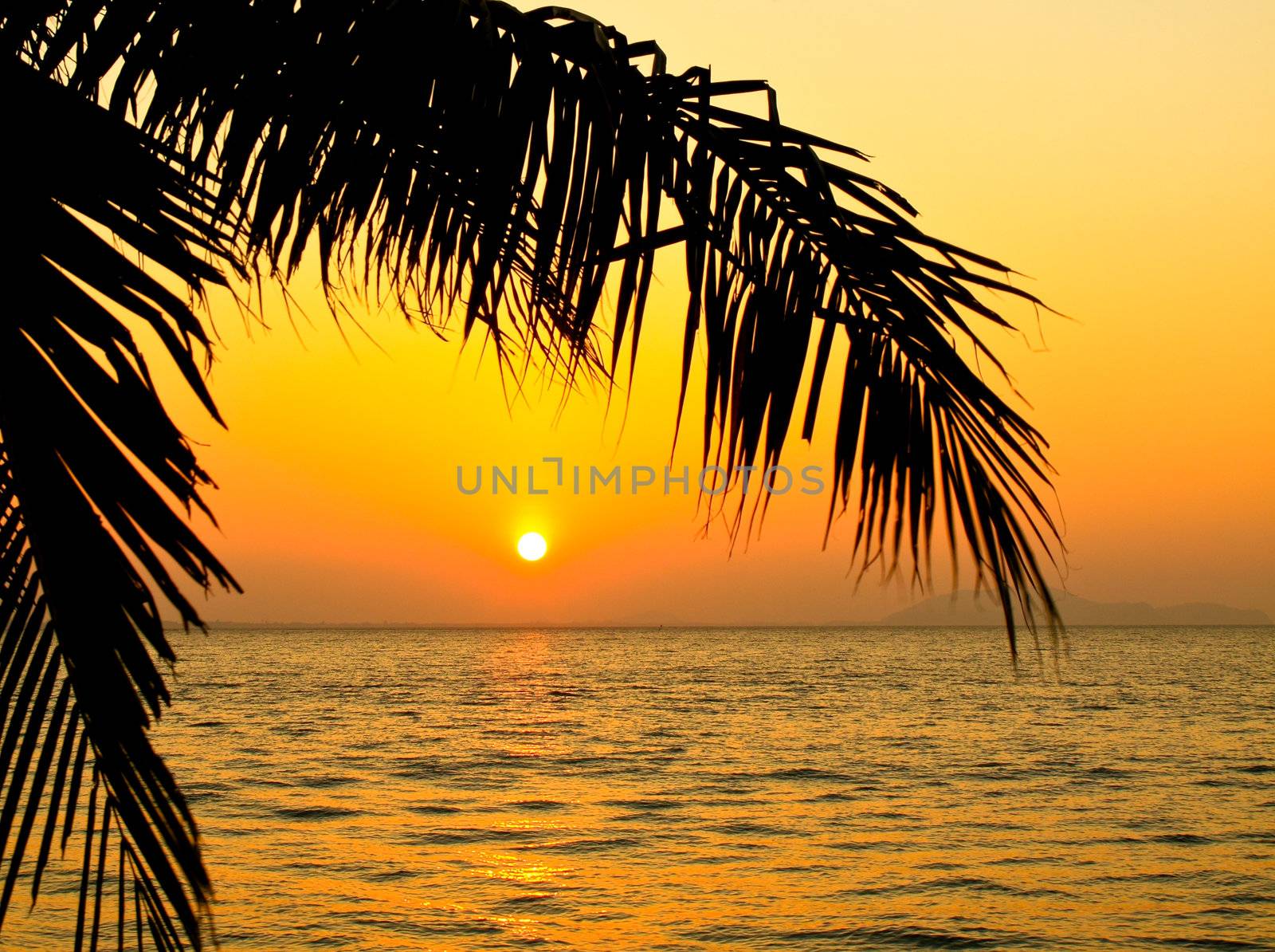 Coconut palm tree silhouetted against sky and sea at sunrise