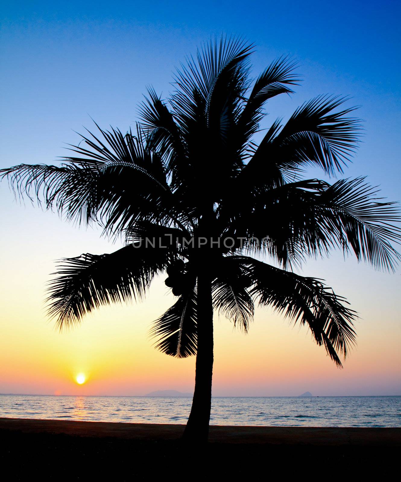 Coconut palm tree silhouetted against sky at sunrise