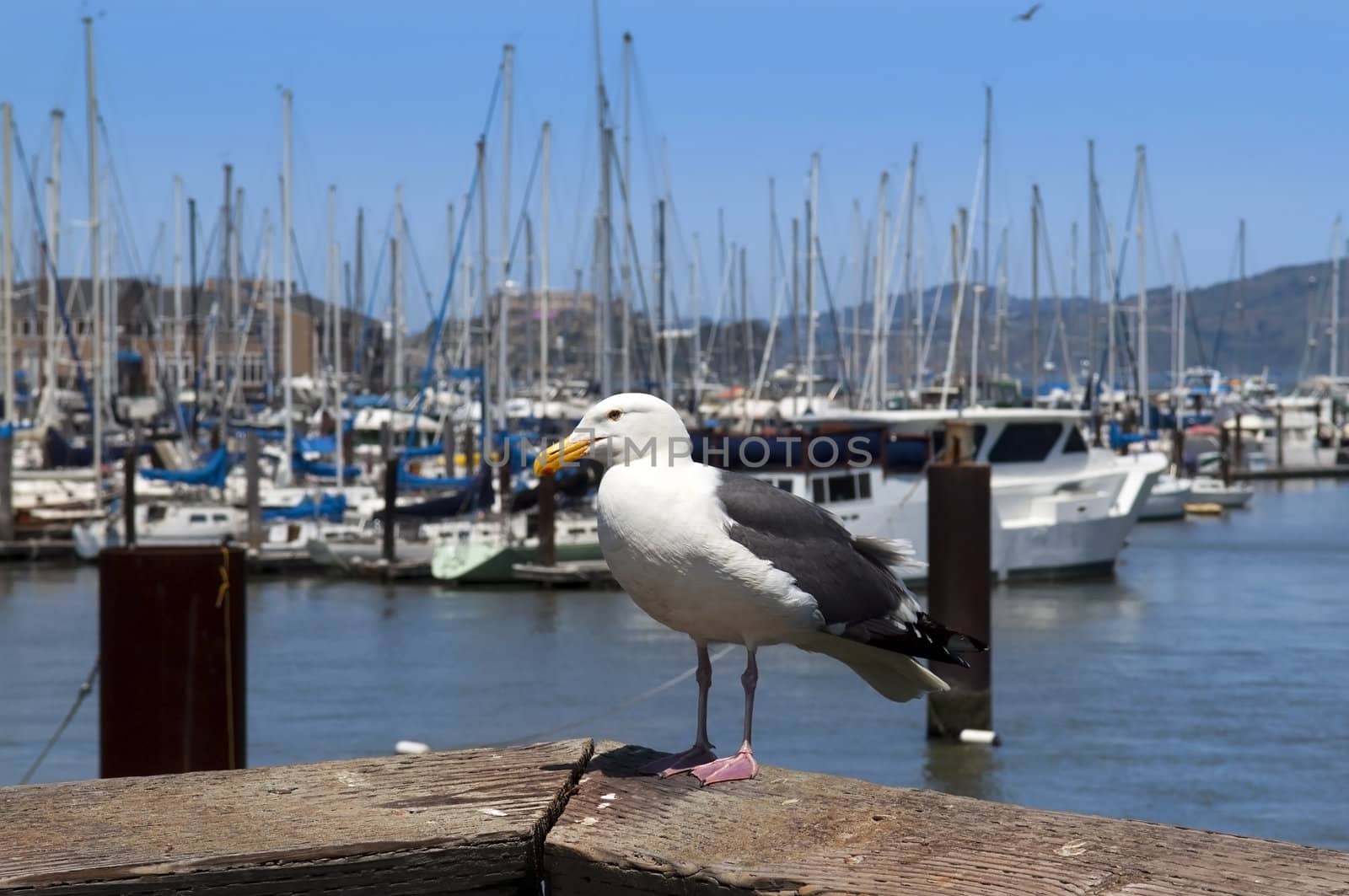 seagull and yachts by irisphoto4