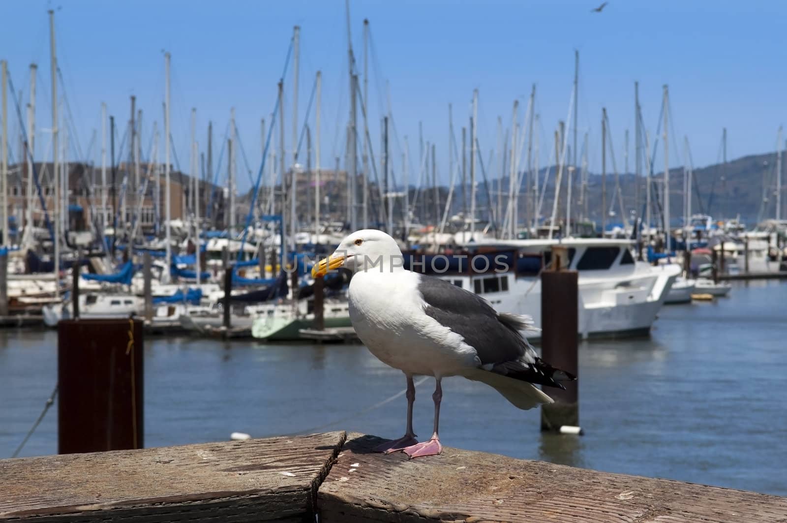 seagull close-ups on the background of yachts in San Francisco, CA, USA