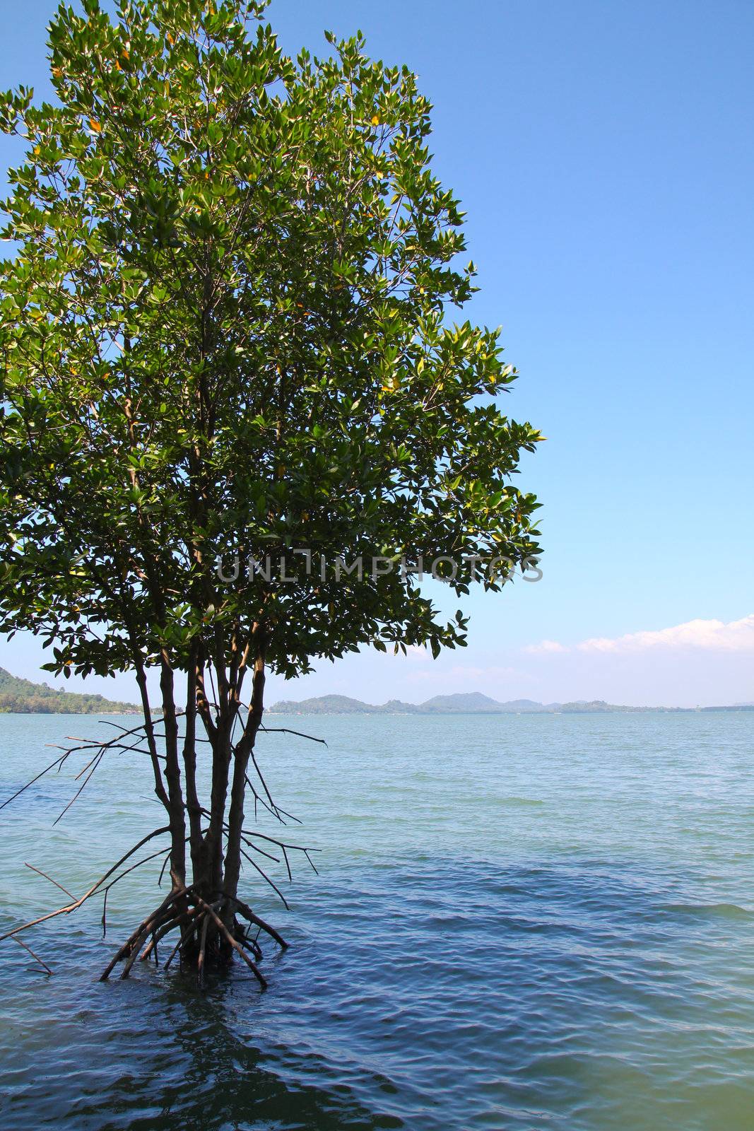 Mangrove tree at ocean beach with blue sky by nuchylee