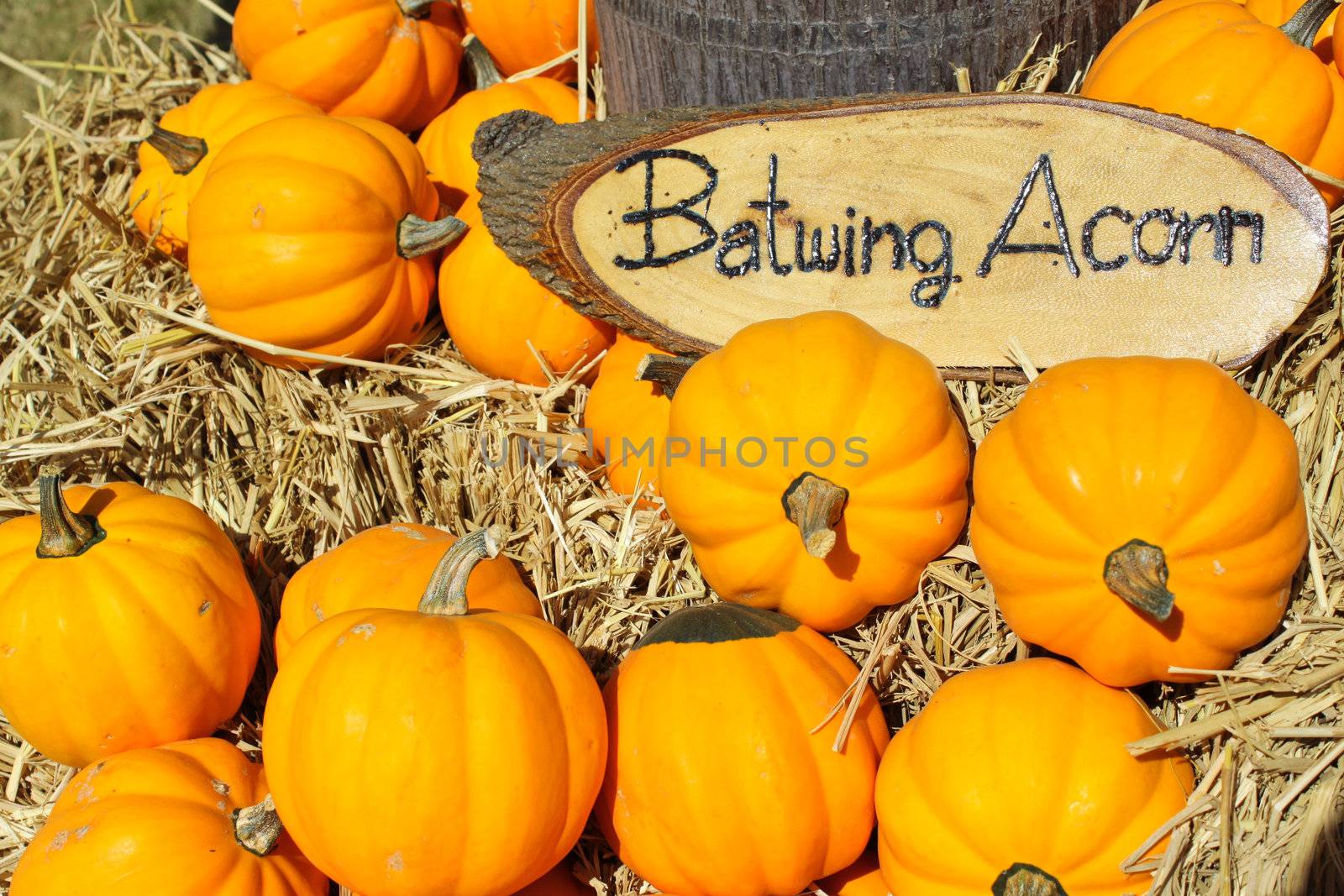 Batwing Acorn pumpkins collection in farm