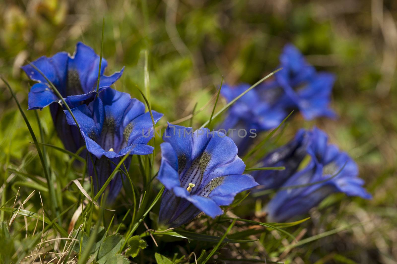 Blue Gentians (gentiana acaulis) in the Swiss Alps near Arosa