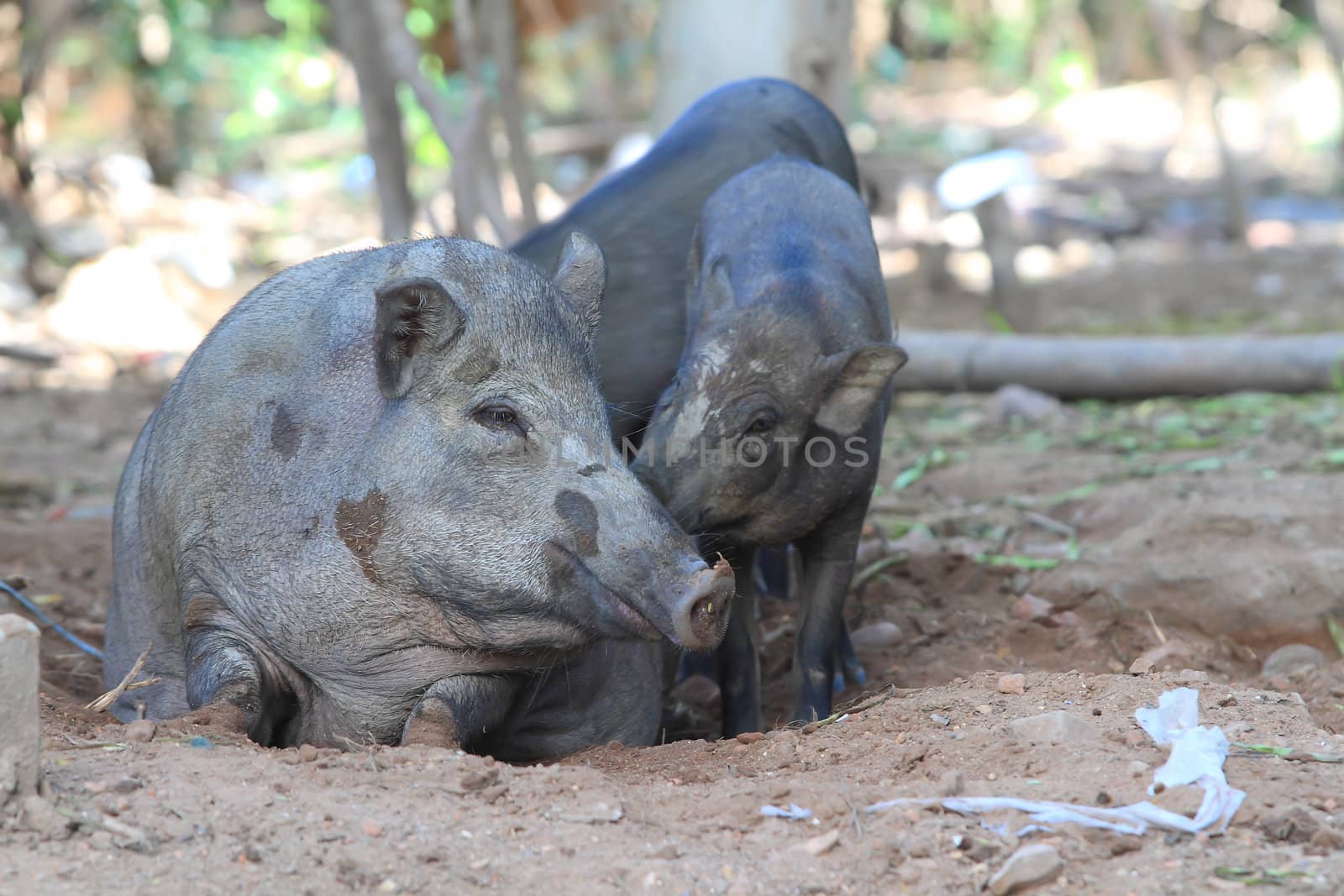 Wild boar feeding in mud