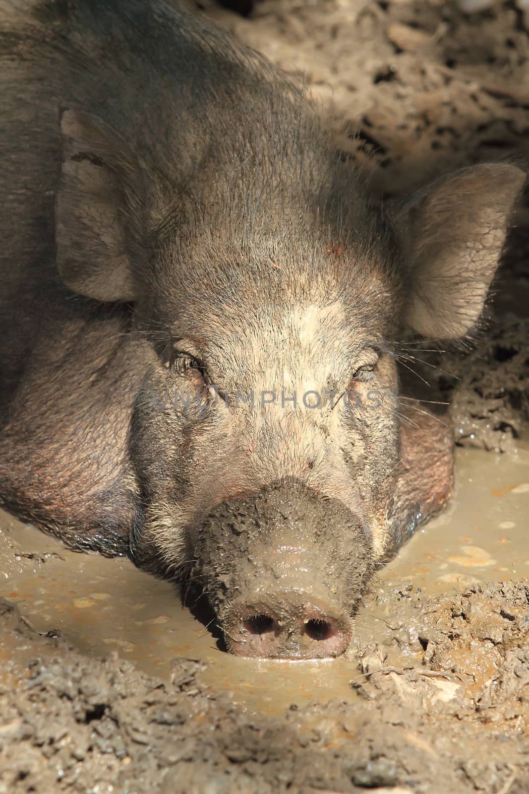 Wild boar sleeping by rufous